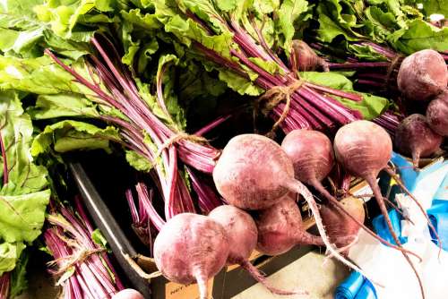 Purple Radish Vegetable Food Nature Material