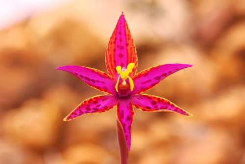 Queen Of Sheba Orchid Wildflowers Western Australia
