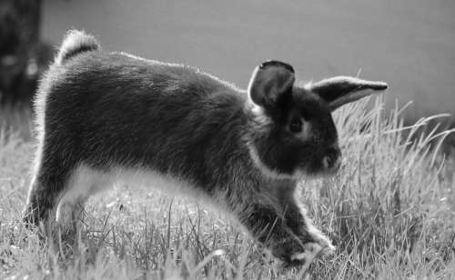 Rabbit Bunny Nature Jump Easter Cute Animal