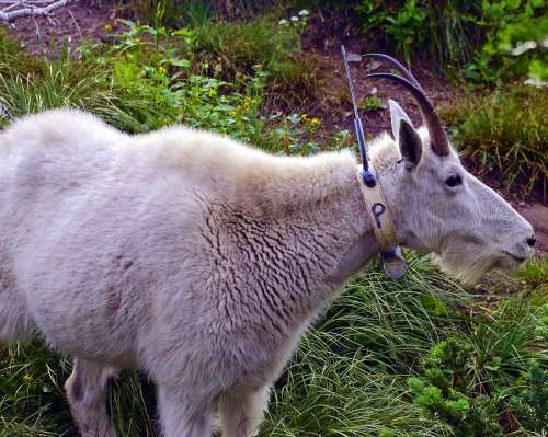 Radio Tagged Mountain Goat Alpine Nanny Forest Goat