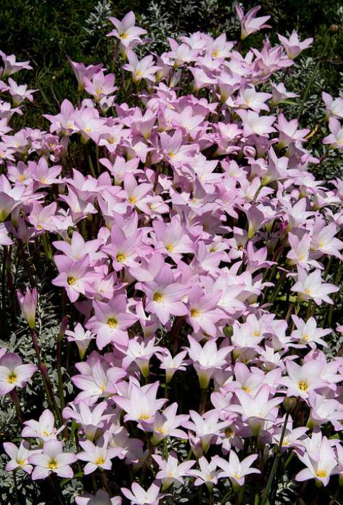 Rain Lilies Zephyranthes Grandiflora Pink Bulb