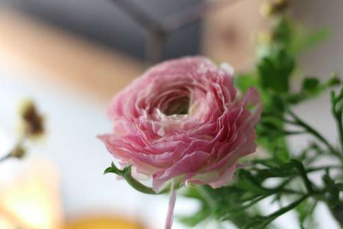 Ranunculus Blossom Bloom Fragrance Interior Bokeh