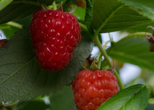Raspberry Raspberries Fruits Fruit Red Summer