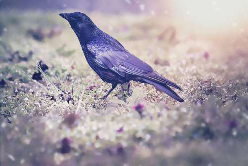 Raven Blackbird Bird Crow Meadow Wintry Animal