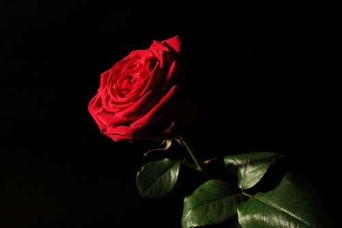 Red-Naomi Red Rose Rose Red Blossom Bloom Love