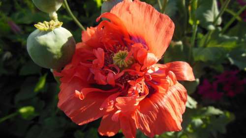 Red Poppy Botany Garden