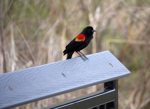 Redwing Blackbird Fence Bird Black Red
