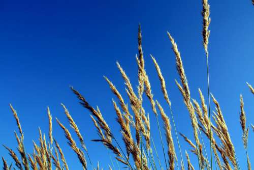 Reed Natural Views Plant Grass Autumn
