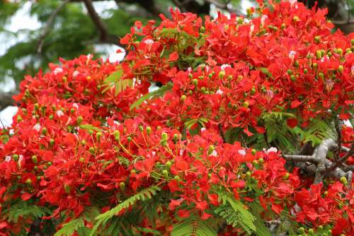 Reunion Island Flamboyant Nature Tree Flowers Red