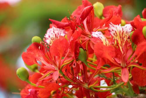 Reunion Island Flamboyant Nature Tree Flowers Red