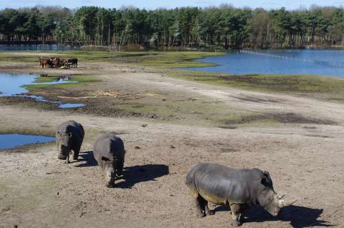 Rhino Rhinos Animal Horn Mammal Animals Landscape