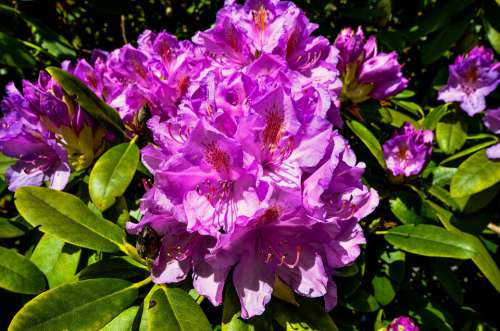 Rhododendrons Ericaceae Pink Flowers