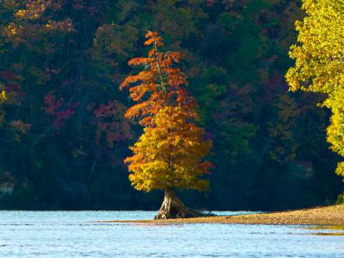 River Tree Autumn Tennessee River Island Orange