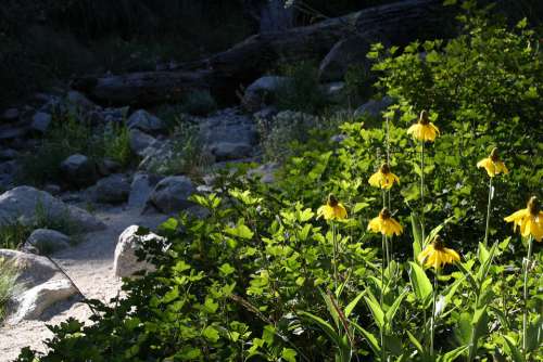 Riverbed Flowers Forest