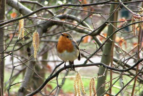 Robin Branch Hazel Forest Little Bird Outdoor