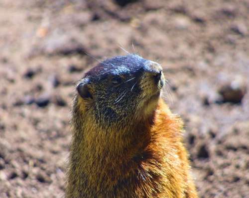 Rock Chuck Yellow-Bellied Marmot Animal