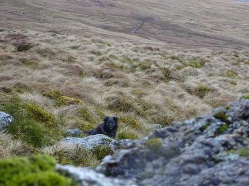 Rocks Dog Countryside Moorland Rock Animal