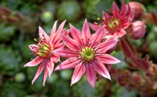 Rojnik Flowers Garden Macro Pink Nature Juicy