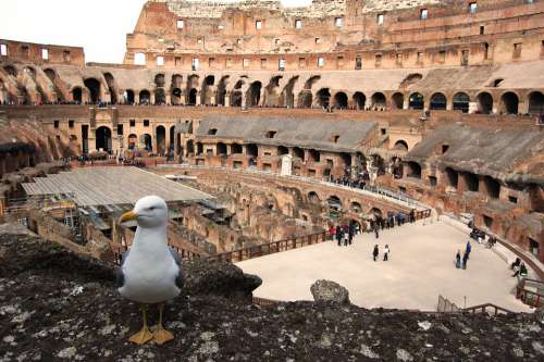 Rome The Coliseum Seagull Monument The Ruins Of The