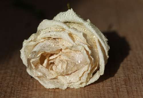 Rose White Drops Wet Flower Romantic Nature