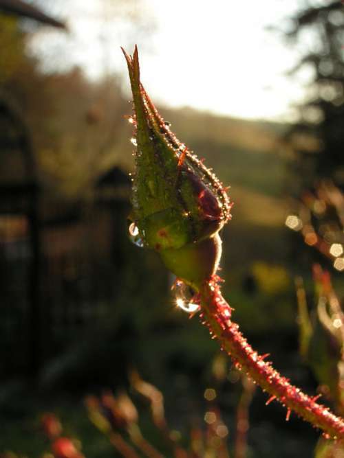 Rose Bud Dewdrop Sun Sparkle Morning Garden