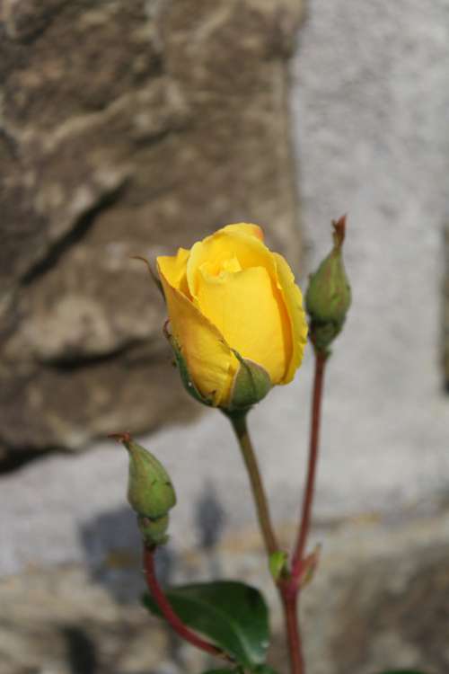 Rose Flower Yellow Nature