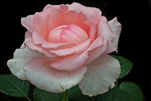Rose Flower Pink Blossoming Nature Garden Summer