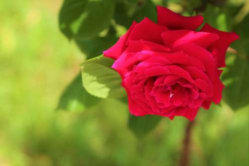 Rose Spring Flower Nature Love Romantic Plant