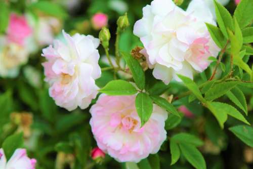 Rose Spring Flower Nature Love Romantic Plant