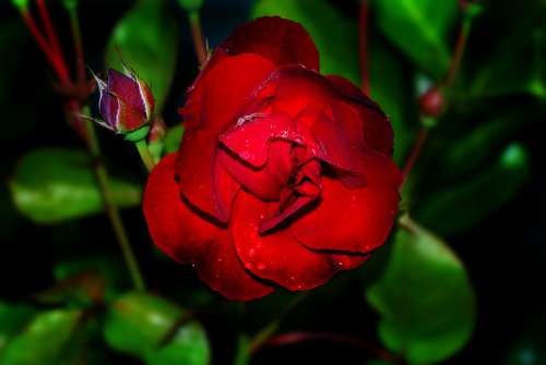 Rose Red Flower Love Blossom Bloom Plant Beauty