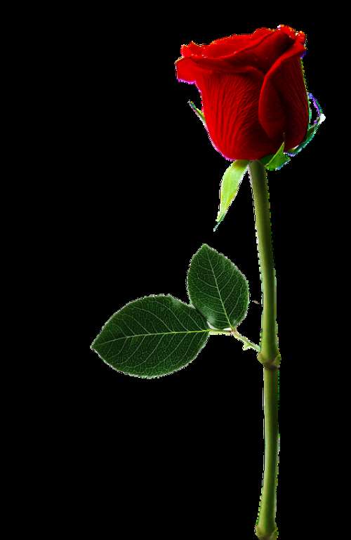 Rose Flower Red