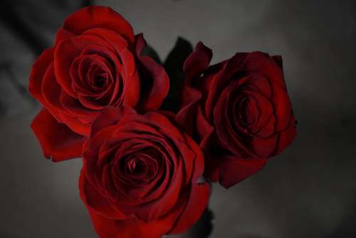Rose Red Petals
