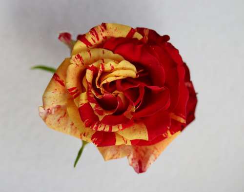 Rose Red Yellow Flower Petals Coloring Plant