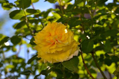 Rose Yellow Nature Romantic Beauty Rose Bloom