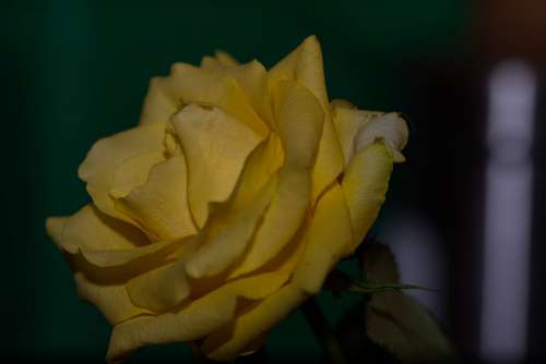 Rose Yellow Yellow Rose Flower Blossom Bloom