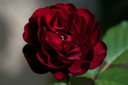 Rose Macro Love Nature Flowers Bloom Romantic