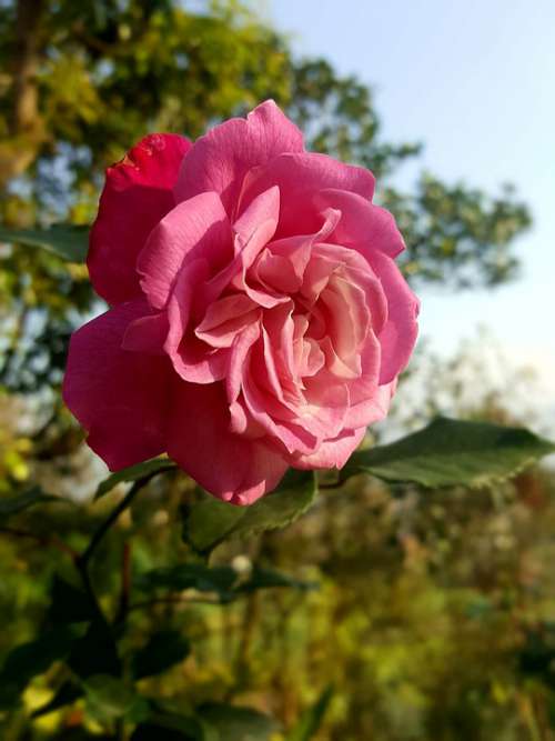Rose Flora Blossom Spring