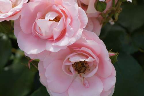 Rose Flower Pink Beauty Petals Garden Bloom