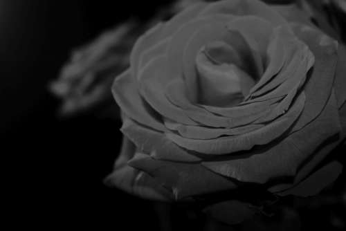 Rose Red-Naomi Romantic Black White Love Blossom