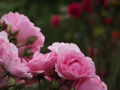 Rose Pink Nature Love Flowers Romantic Romance