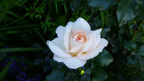 Rose Flower Bloom Beauty Spring