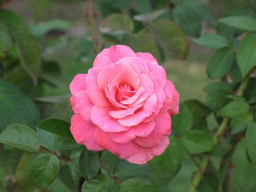 Rose Pink Flower Blossom Garden