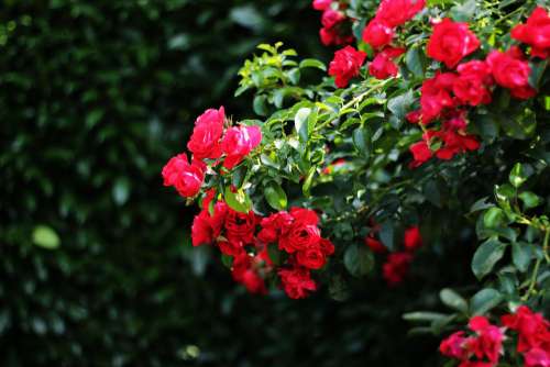 Rose Red Blossom Bloom Flower Nature Beauty