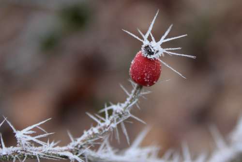 Rose Hip Ripe Crystals Winter Red Nature Fruit