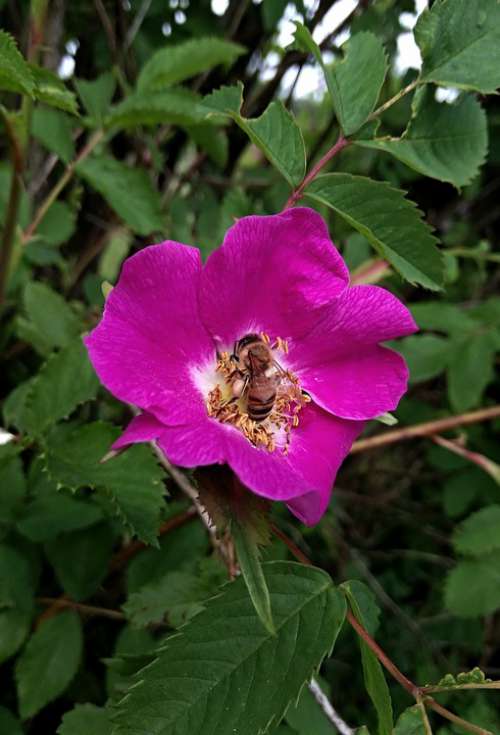 Rose Hip Flower Plant Nature Bush Wasp
