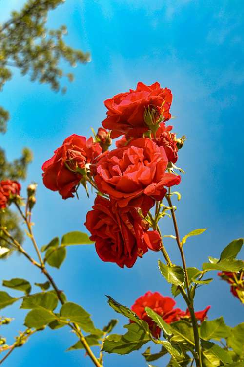 Roses Red Garden Beauty Romantic Nature Flower