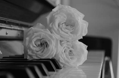 Roses Piano Music Clef Flower Keys