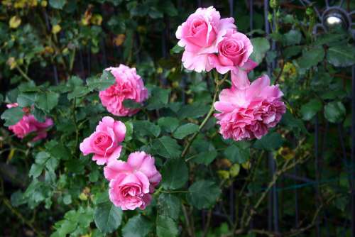 Roses Flowers Beauty Romantic Pink Blossom Bloom