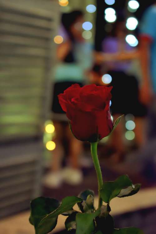 Roses Bokeh Nice Candles Light Night Party