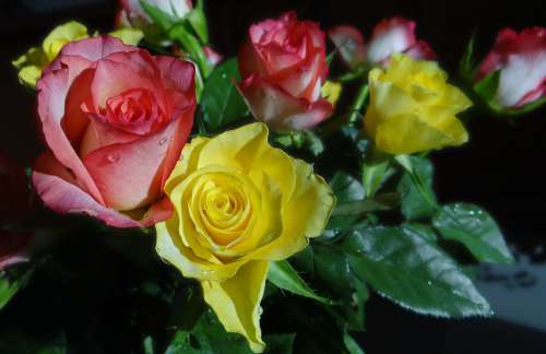 Roses Flowers Romantic